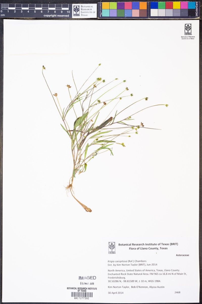 Weedy Dwarfdandelion photo 5
