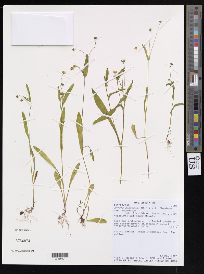 Krigia cespitosa var. cespitosa photo 3