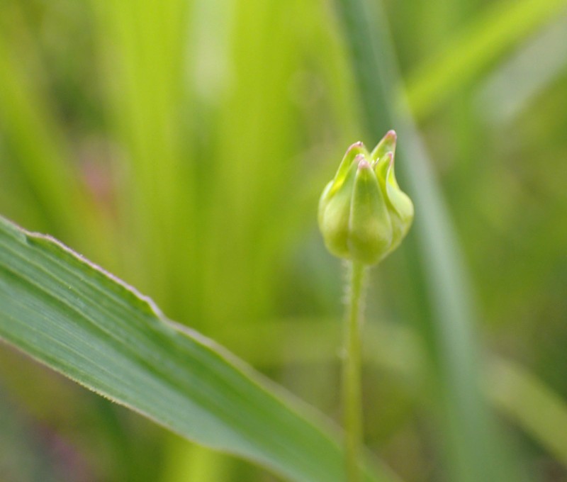 Krigia cespitosa var. cespitosa photo 4