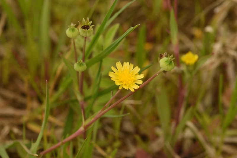Krigia cespitosa var. cespitosa photo 2
