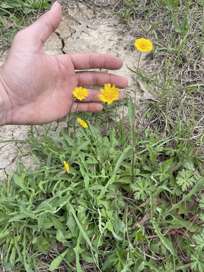 Krigia cespitosa var. gracilis