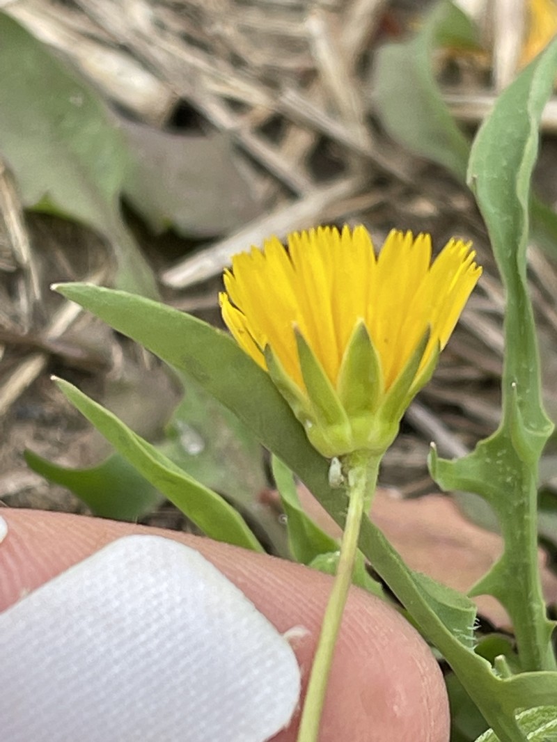 Krigia cespitosa var. gracilis photo 2