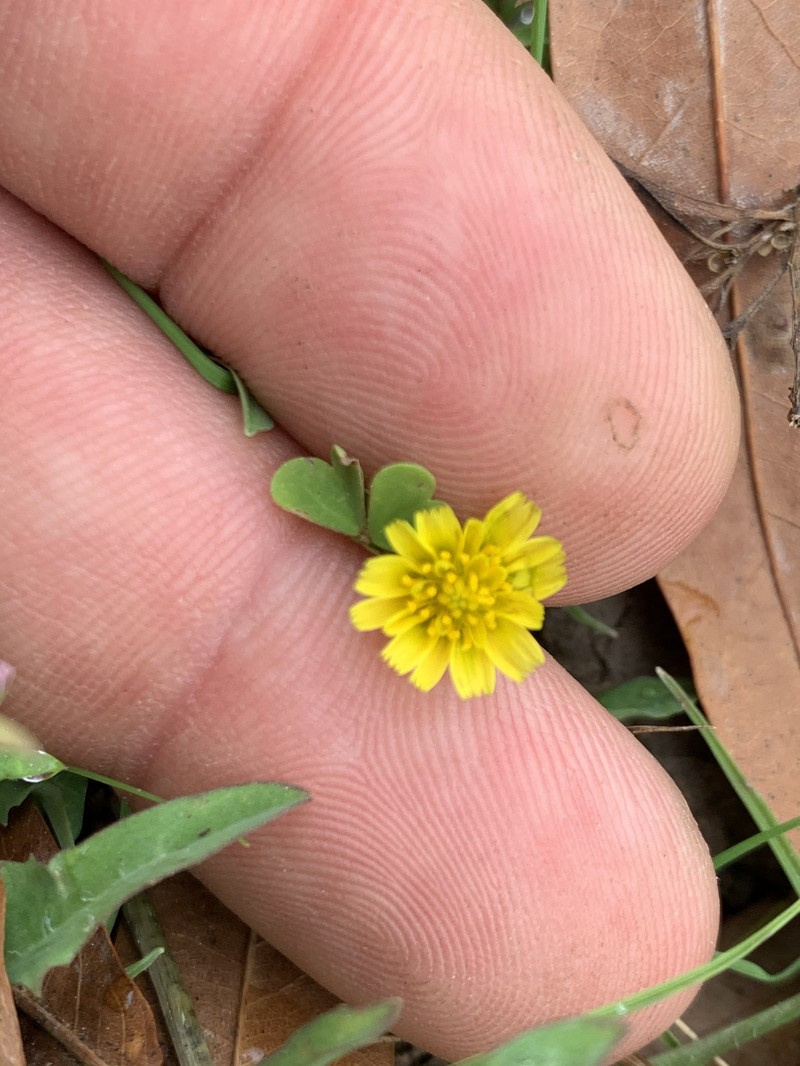Krigia cespitosa var. gracilis photo 3
