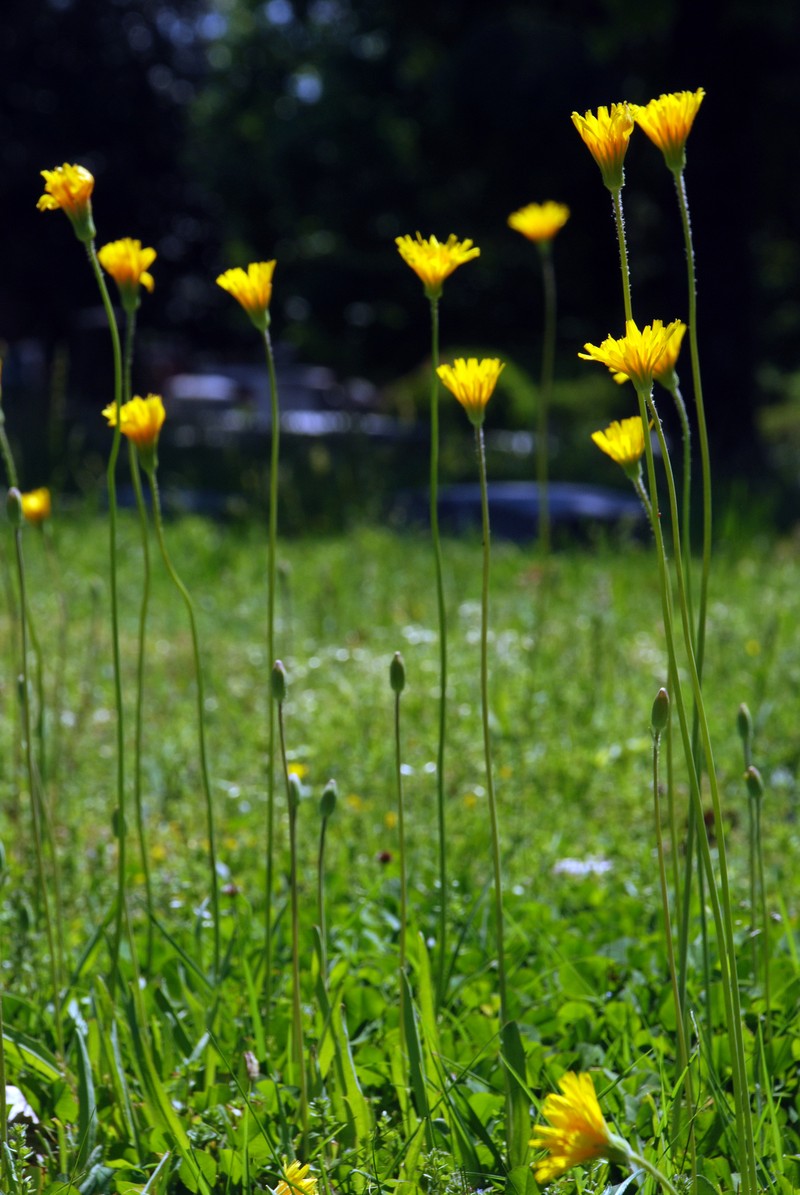 Potato Dwarfdandelion photo 4