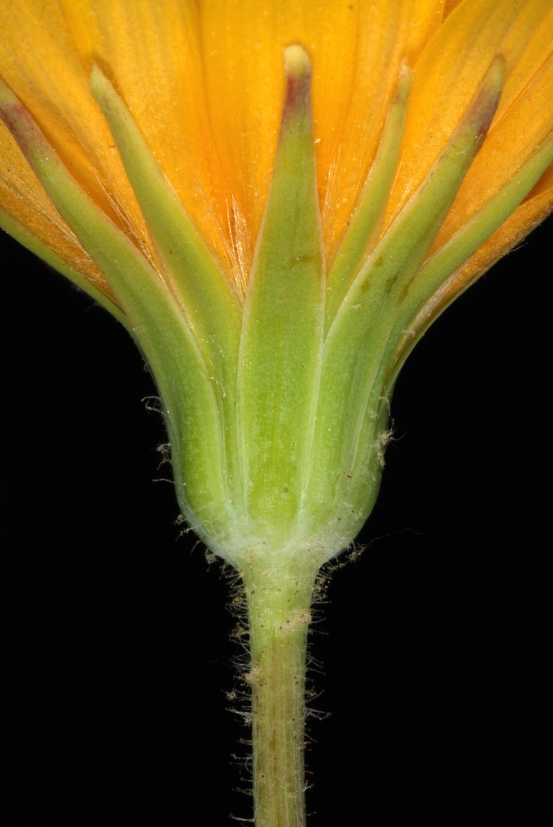 Potato Dwarfdandelion photo 5