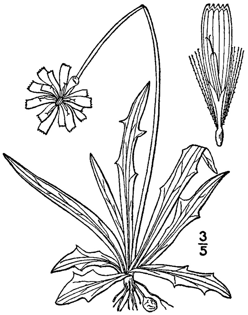 Potato Dwarfdandelion photo 2