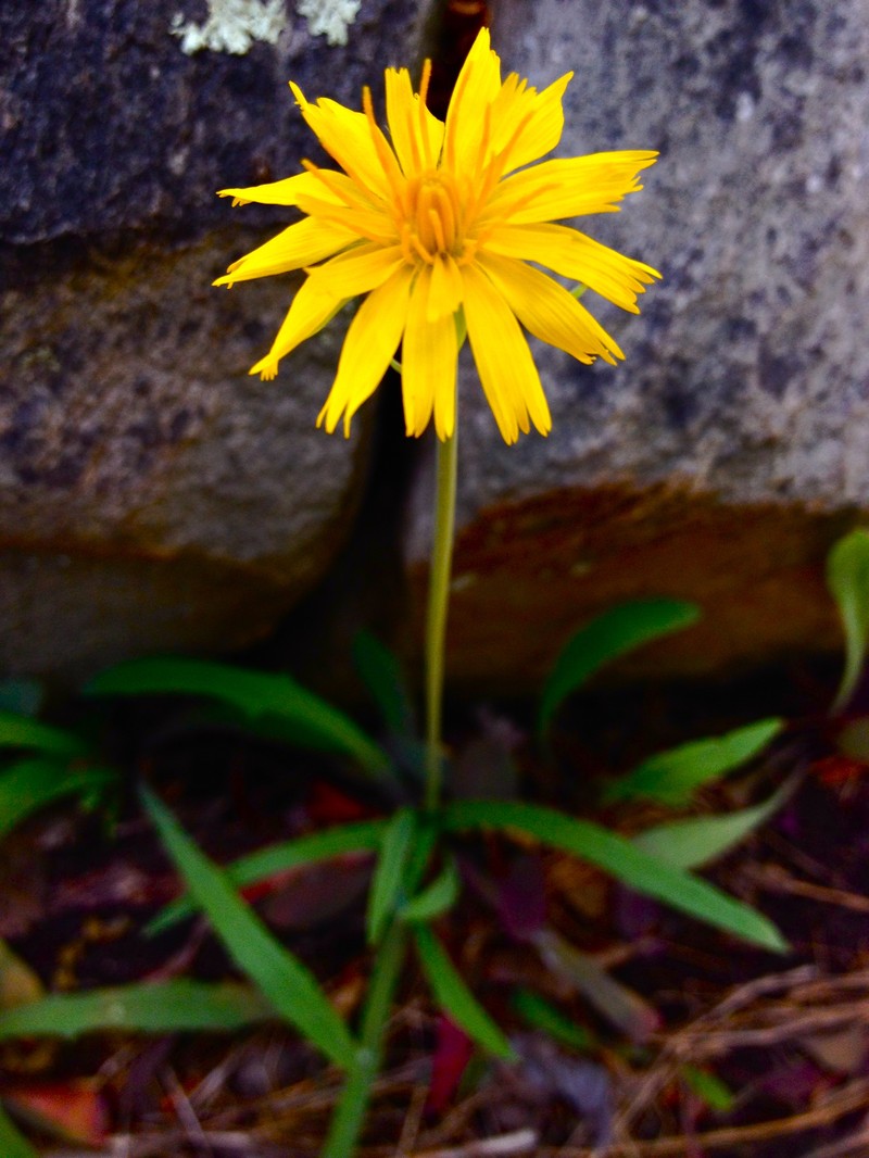 Potato Dwarfdandelion