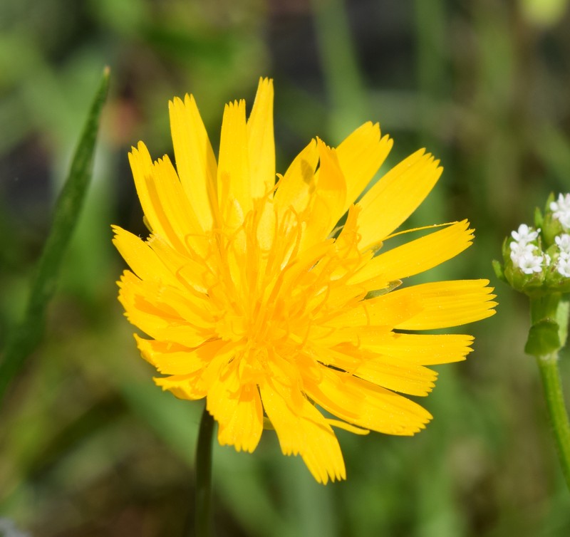 Potato Dwarfdandelion photo 3