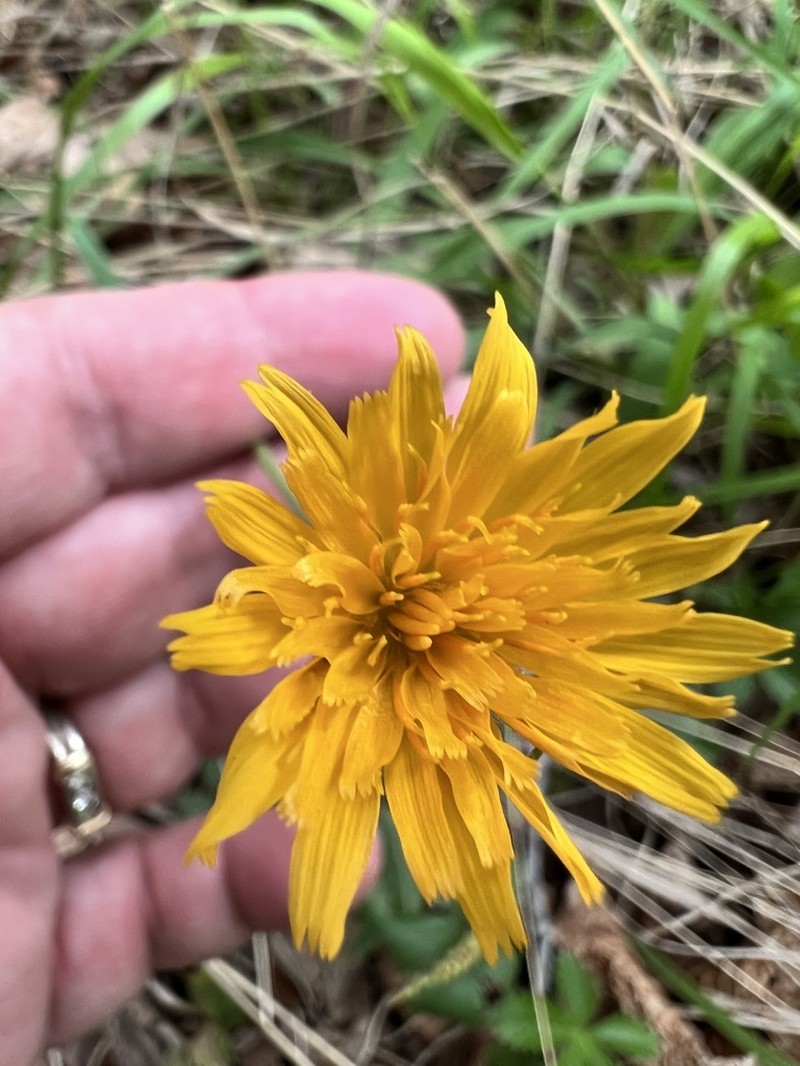 Potato Dwarfdandelion