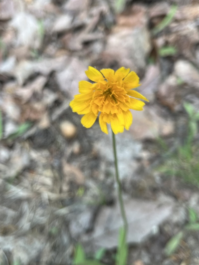 Potato Dwarfdandelion photo 2