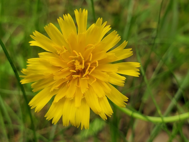 Potato Dwarfdandelion photo 3