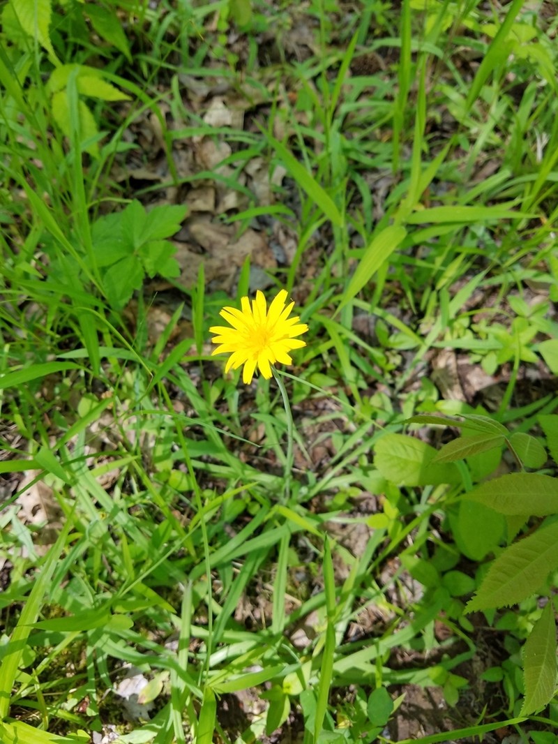 Potato Dwarfdandelion photo 4
