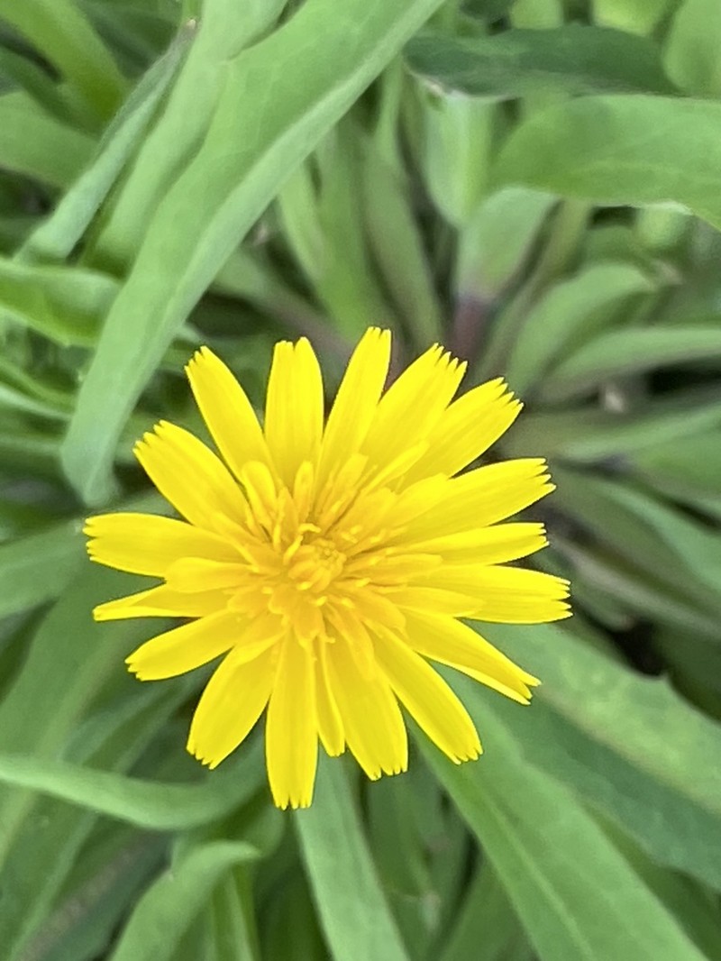 Potato Dwarfdandelion photo 5
