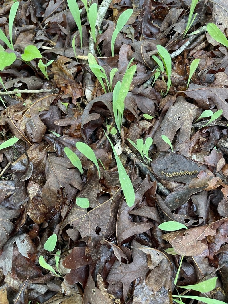 Potato Dwarfdandelion photo 6