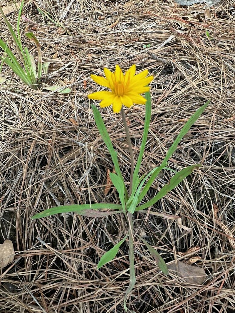 Potato Dwarfdandelion photo 7
