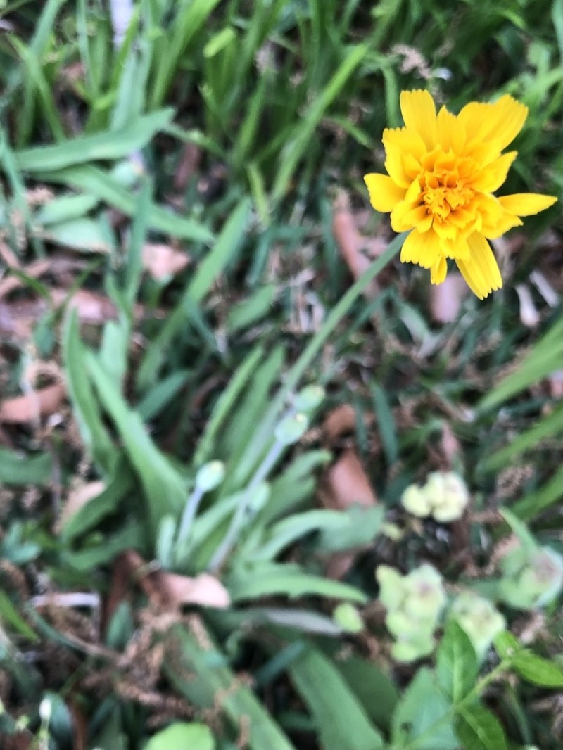 Potato Dwarfdandelion photo 8