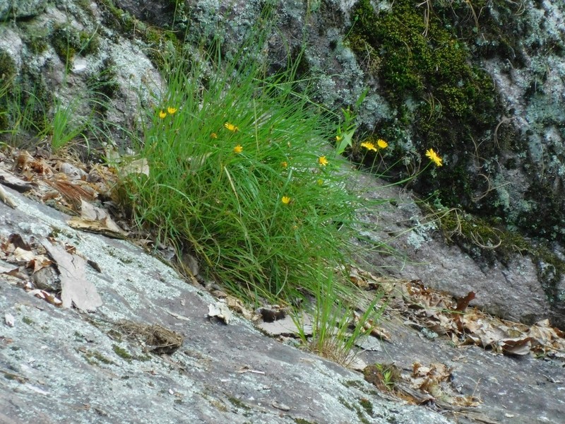 Mountain Dwarfdandelion