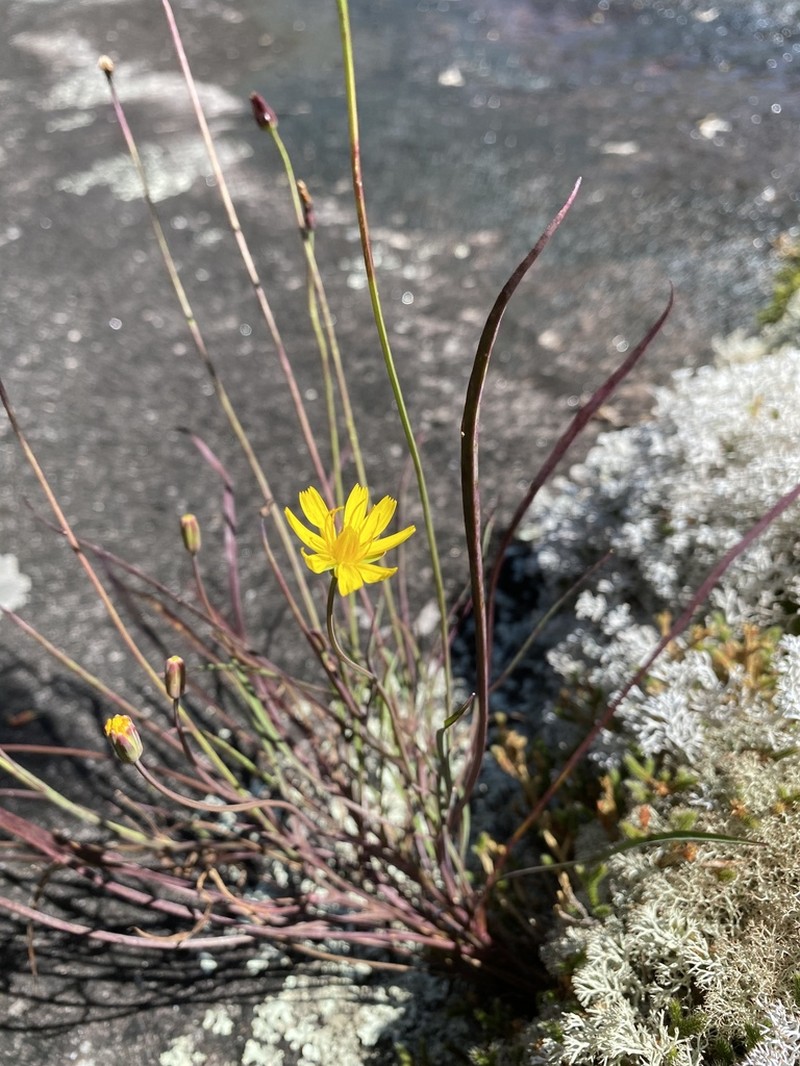 Mountain Dwarfdandelion photo 2