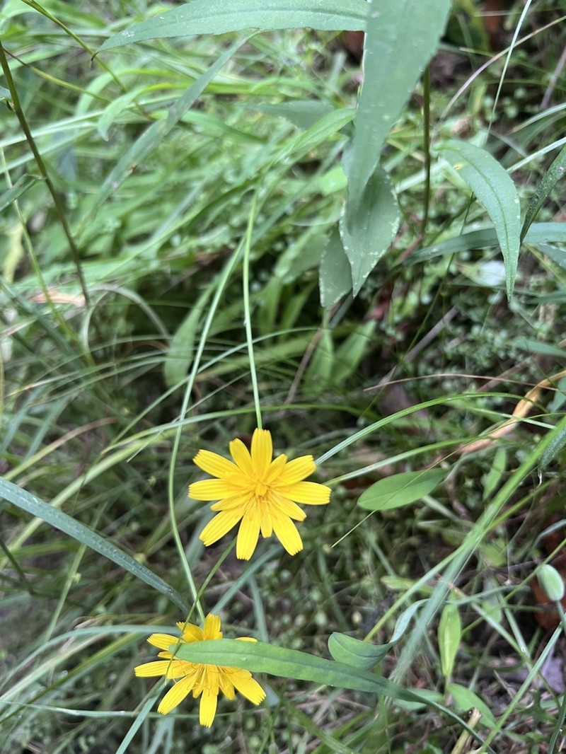 Mountain Dwarfdandelion photo 3