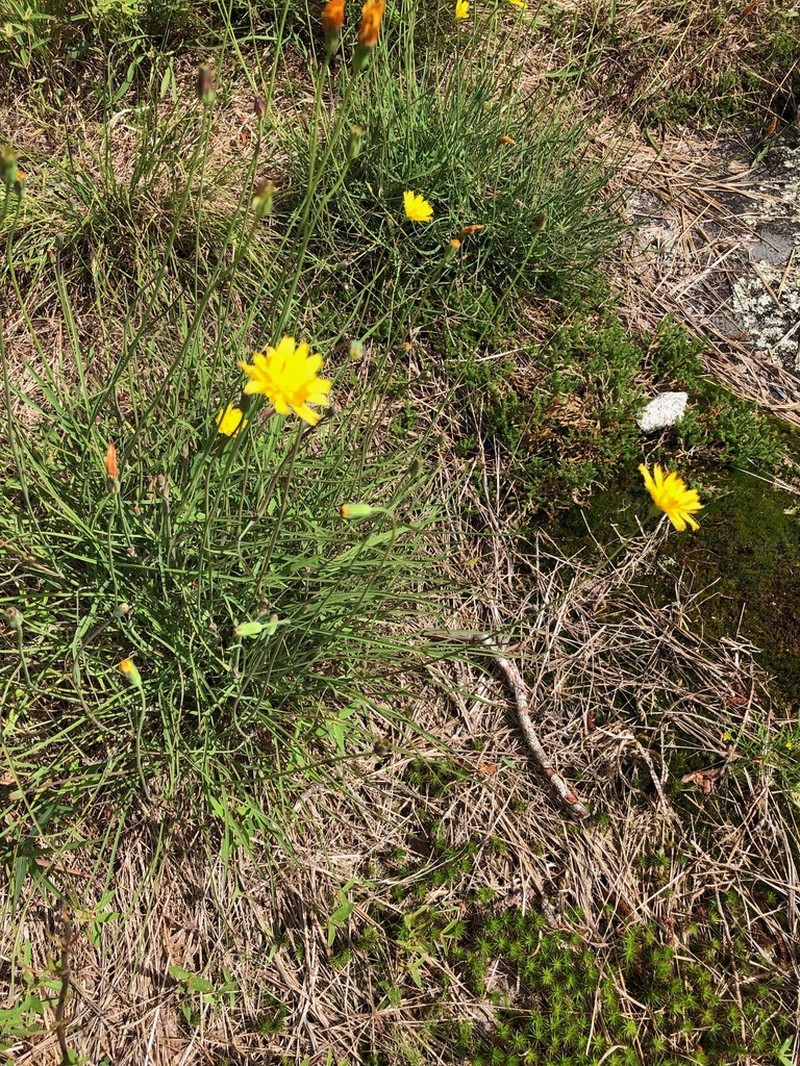 Mountain Dwarfdandelion photo 4