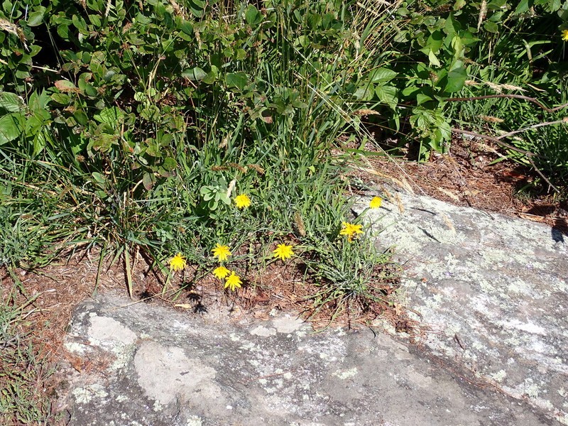Mountain Dwarfdandelion photo 5