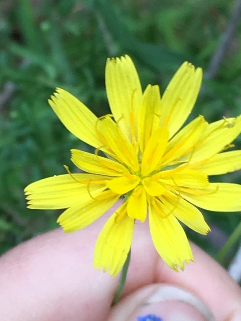 Mountain Dwarfdandelion photo 6