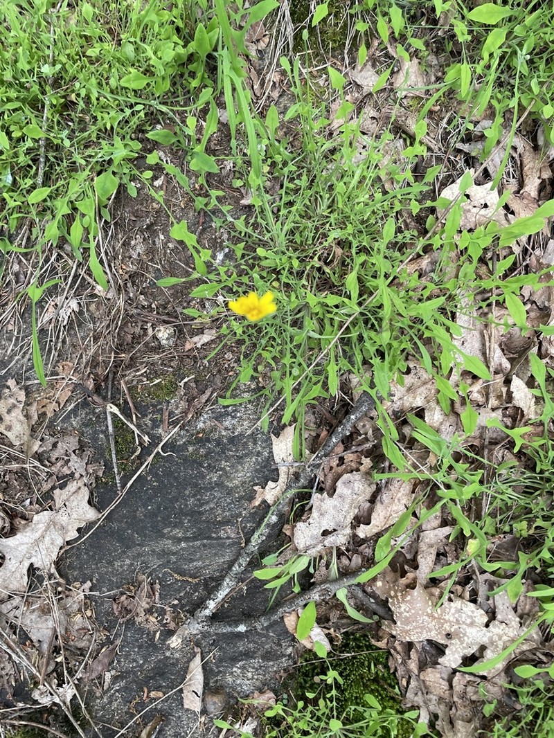 Mountain Dwarfdandelion photo 8