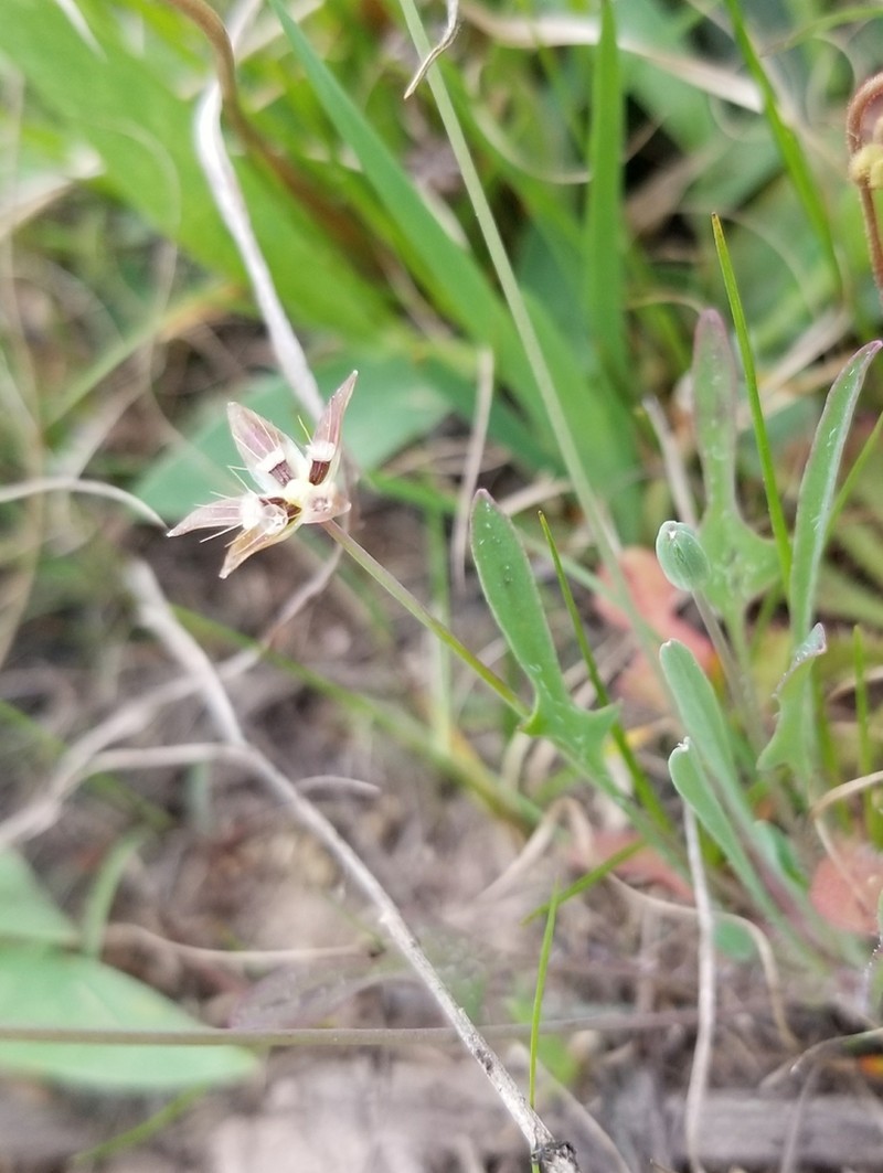 Western Dwarfdandelion