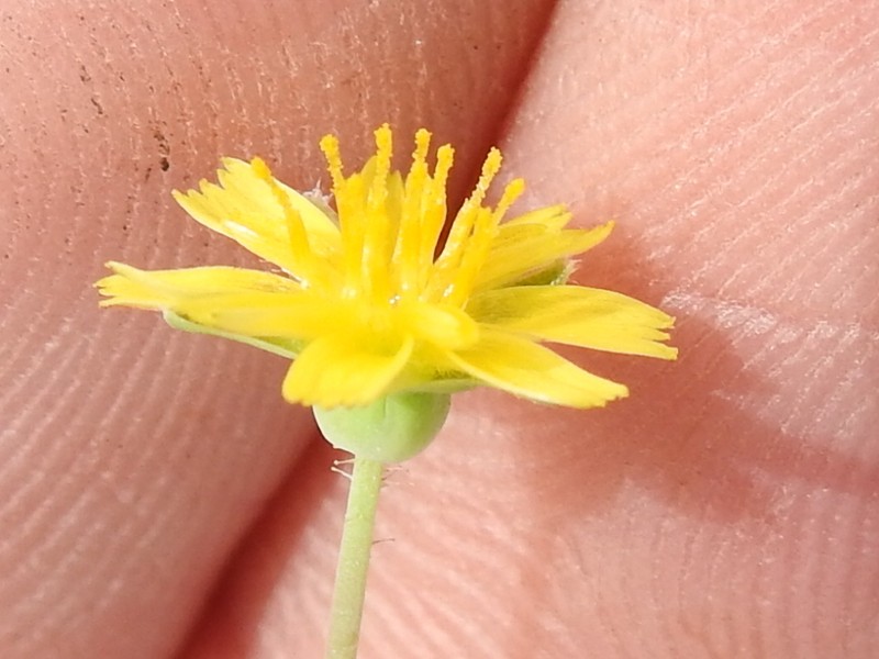 Western Dwarfdandelion photo 2