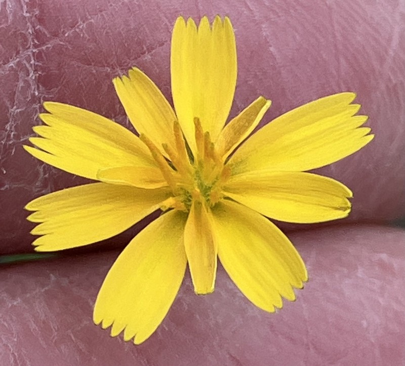 Western Dwarfdandelion photo 3
