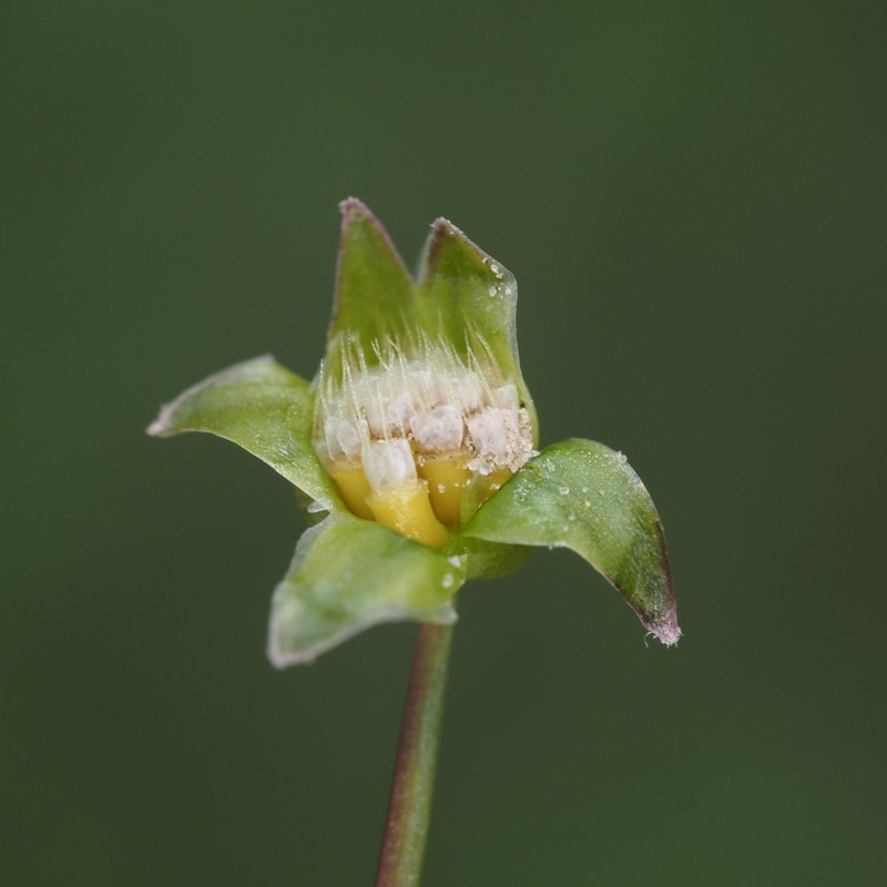 Western Dwarfdandelion photo 4