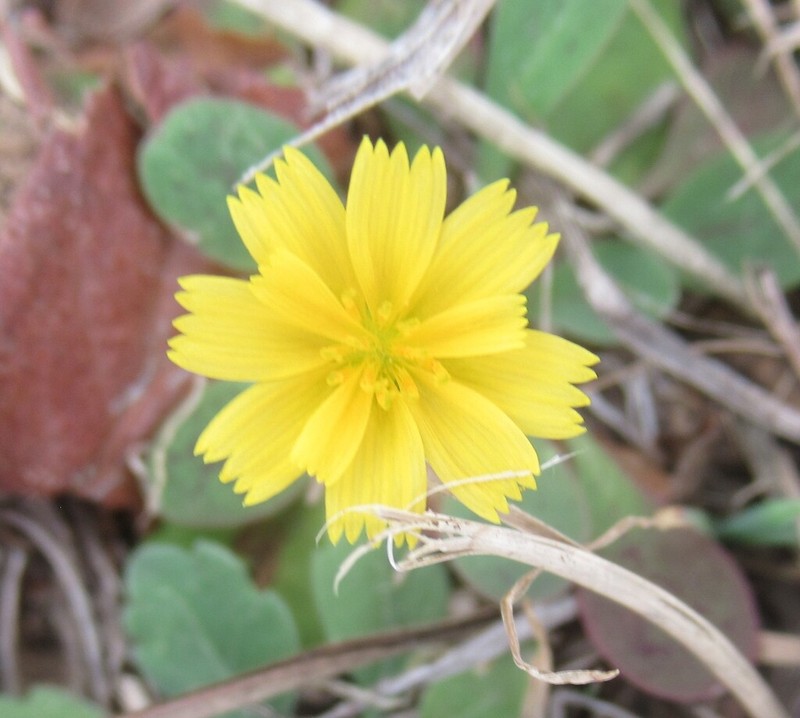 Western Dwarfdandelion photo 5