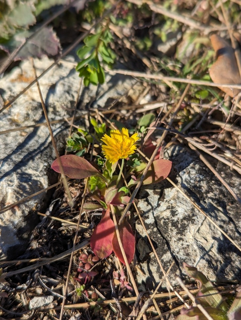 Western Dwarfdandelion photo 6