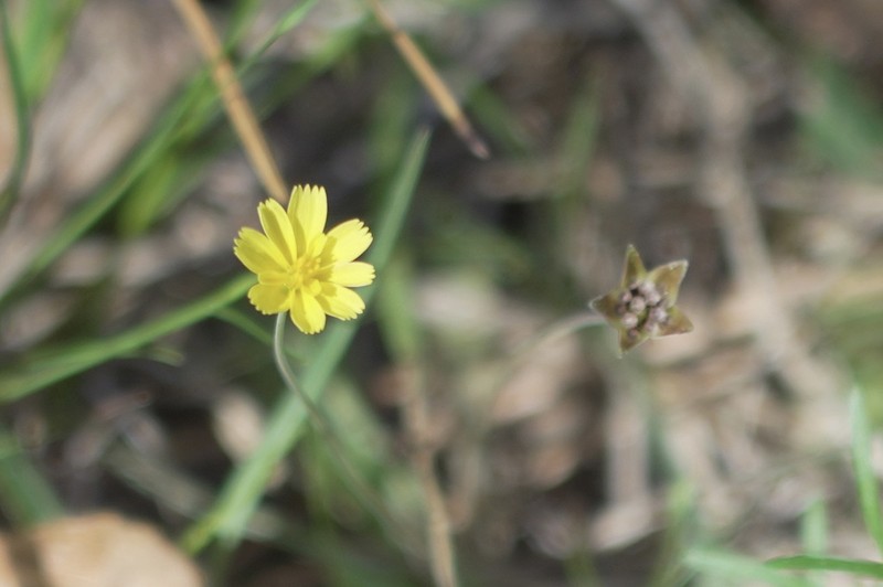Western Dwarfdandelion photo 7