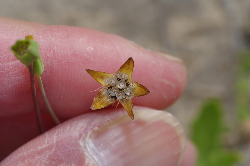 Western Dwarfdandelion photo 8