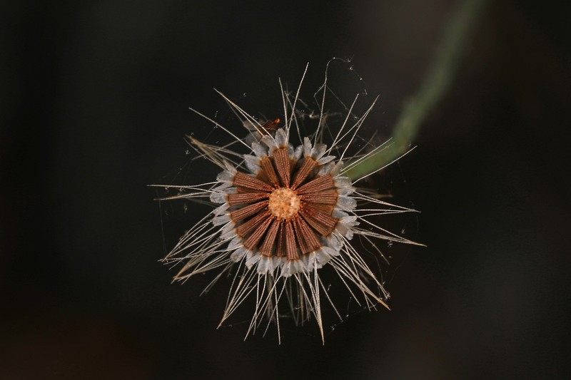 Virginia Dwarfdandelion photo 4