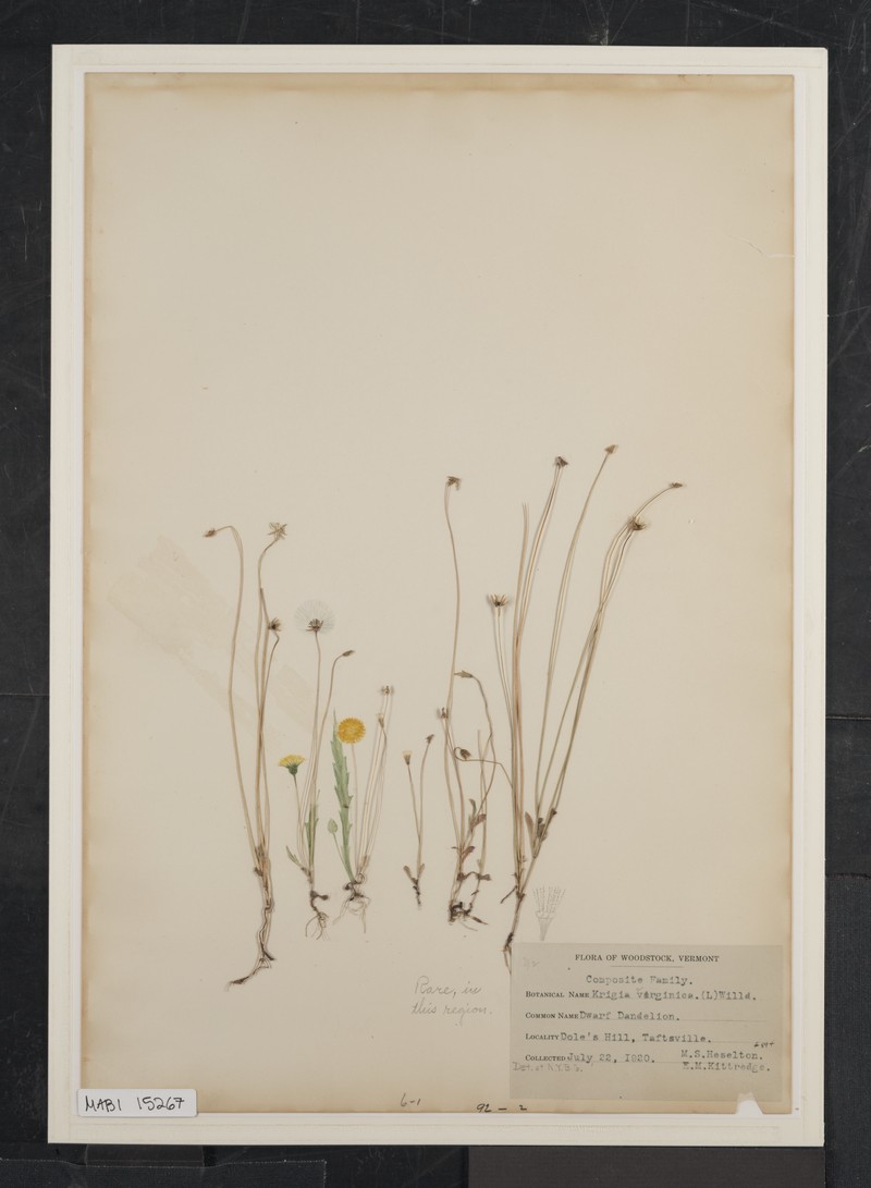 Virginia Dwarfdandelion photo 2