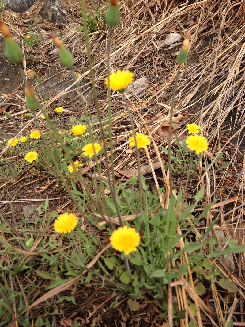 Virginia Dwarfdandelion photo 3