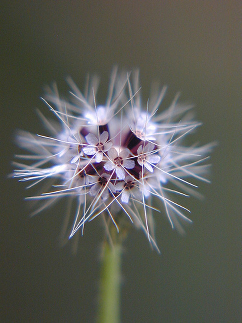 Virginia Dwarfdandelion