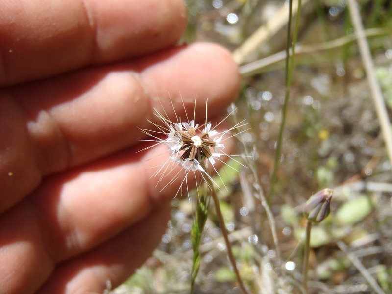 Virginia Dwarfdandelion photo 2