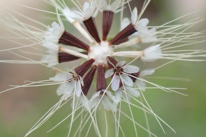Virginia Dwarfdandelion photo 3