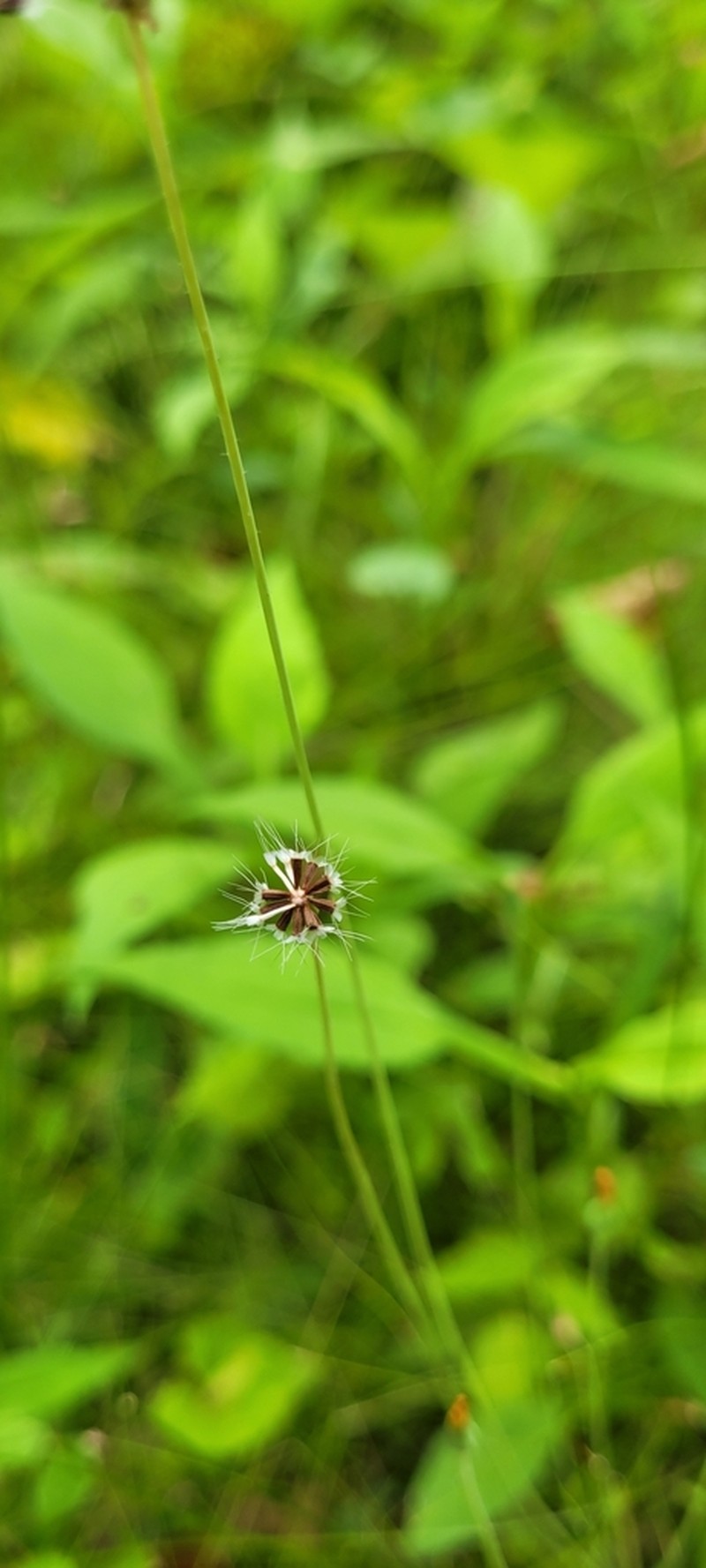 Virginia Dwarfdandelion photo 4