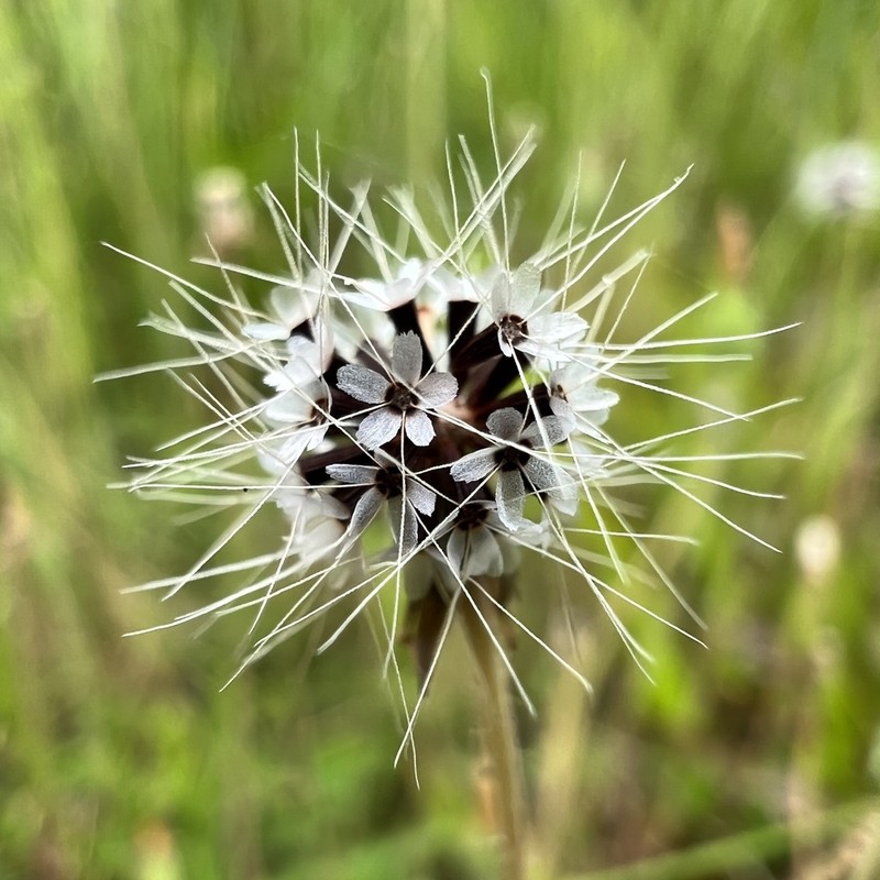Virginia Dwarfdandelion photo 5