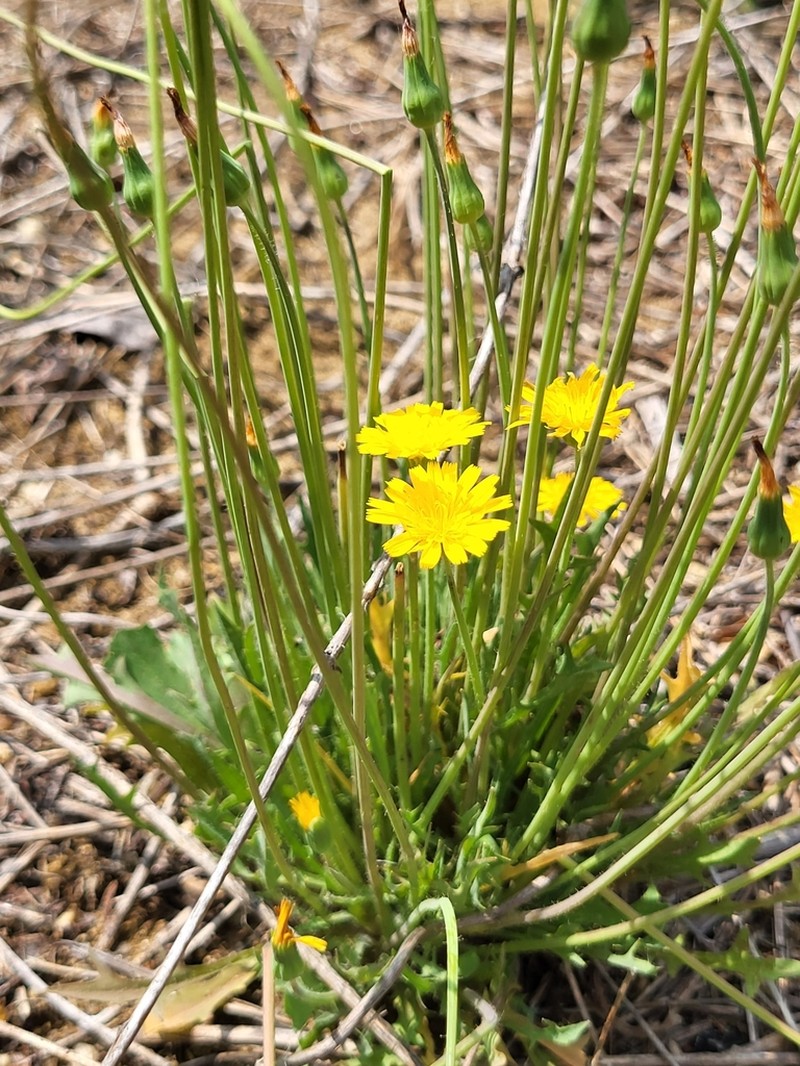 Virginia Dwarfdandelion photo 6