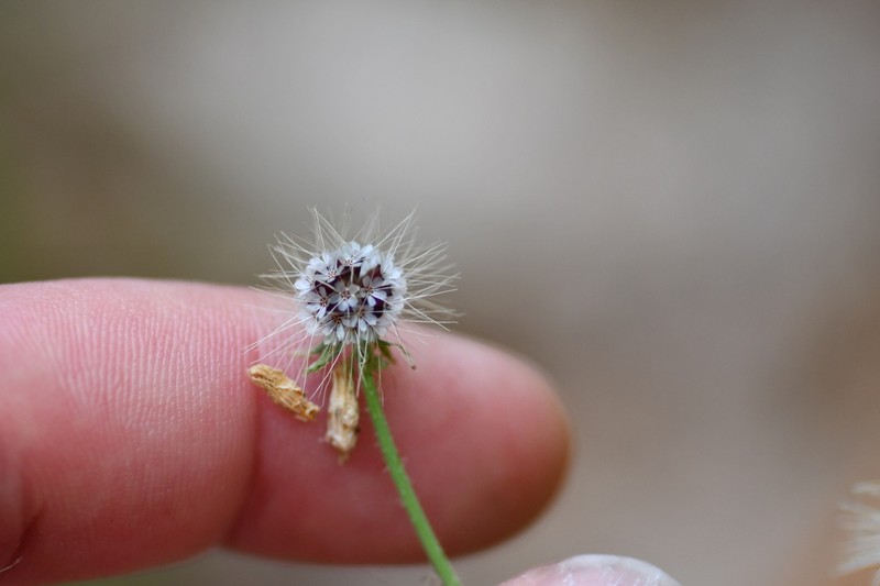 Virginia Dwarfdandelion photo 7