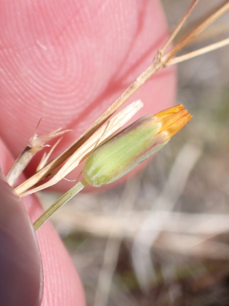 Virginia Dwarfdandelion photo 8