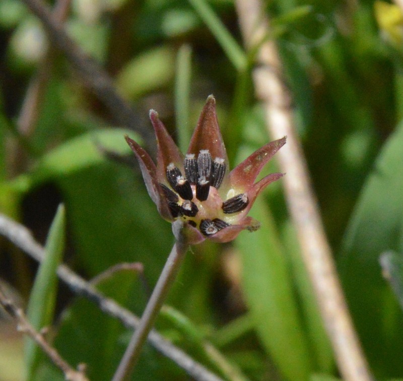 Wright's Dwarfdandelion
