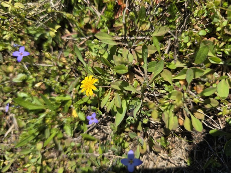 Wright's Dwarfdandelion