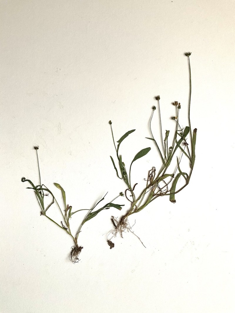 Wright's Dwarfdandelion photo 3
