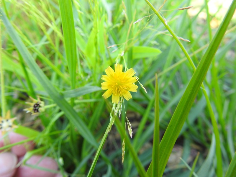 Wright's Dwarfdandelion photo 4